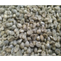 professional produce Green Coffee Bean factory